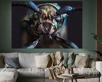 Gros plan d'un scarabée musqué (focus stacking) sur Jolanda Aalbers