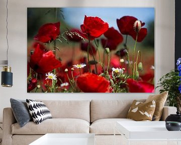 Flowers and plants | Poppies Greece 1 by Servan Ott
