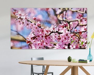 Japanse kersenbloesems in de lentezon van Werner Lehmann