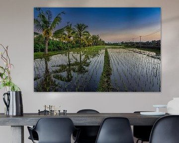 Palm trees along a rice field by Rene Siebring