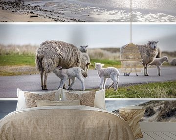 Dromen van de zee: Schapen en wadden op Sylt