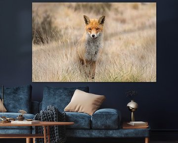 Fuchs auf der Hoge Veluwe von Jor DieFotografie