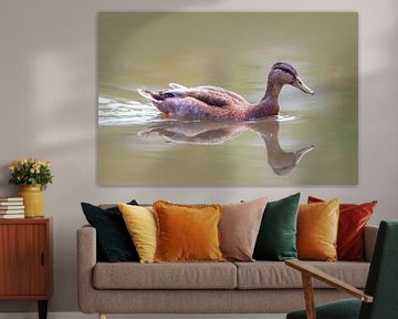 Female mallard duck swimming on pond with reflection by Mario Plechaty Photography