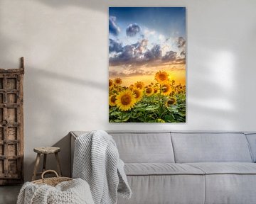Sunflowers in sunset by Melanie Viola