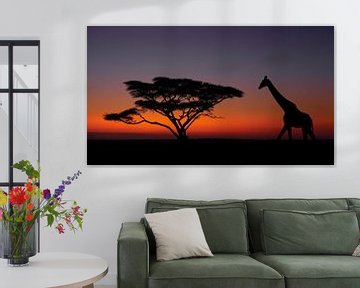 Een giraf bij een paraplu acacia bij zonsopgang