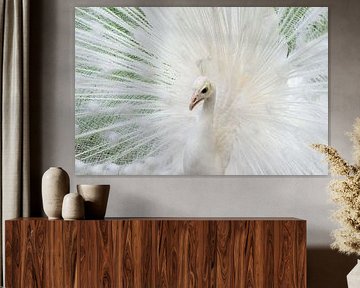 albino peacock
