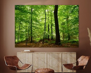 In the beech forest by Corinne Welp