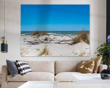 Natuurlijk strand met drijfhout aan de Adriatische Zee in Italië van Animaflora PicsStock
