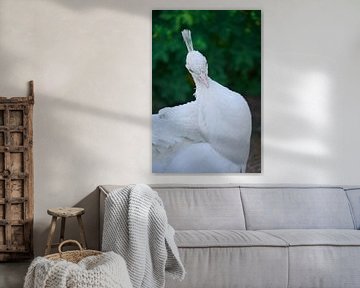 White Peacock van Agustina Isola