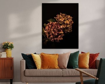 Dried up hydrangeas by Bart van Dam