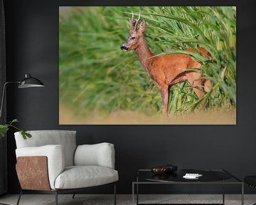 Hunting roebuck in rut looking out of corn field by Mario Plechaty Photography