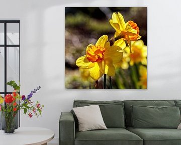 Easter flowers / Daffodil by Rob Boon