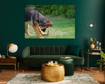 Shepherd dog (puppy) playing with garden hose by Babetts Bildergalerie