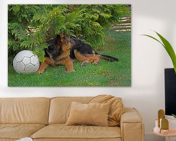 Schapenhond (puppy) liggend met voetbal