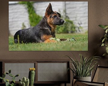 Shepherd bitch (puppy) lying with play bone by Babetts Bildergalerie