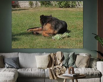 Chien de berger (chiot) couché avec un os à jouer sur Babetts Bildergalerie