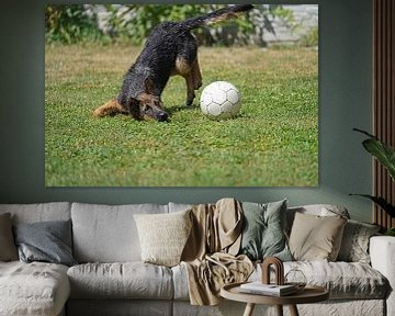 Schapenhond (puppy) speelt met voetbal van Babetts Bildergalerie