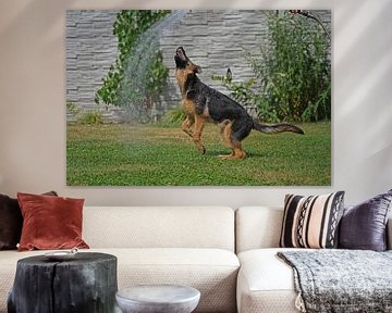 Chienne de berger (chiot) jouant avec l'eau du tuyau d'arrosage sur Babetts Bildergalerie