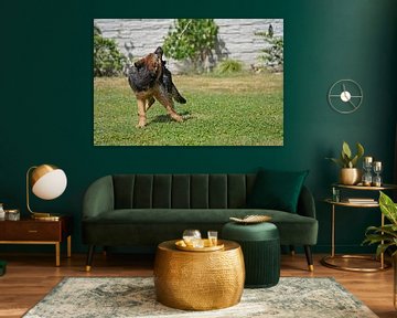 Shepherd dog (puppy) playing with water from garden hose by Babetts Bildergalerie