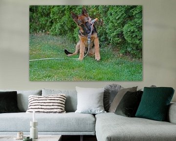 Shepherd dog (puppy) playing with garden hose by Babetts Bildergalerie