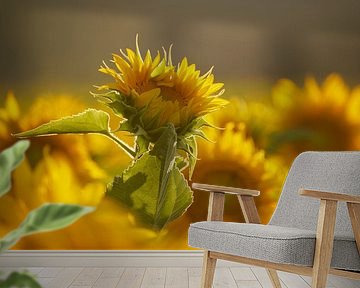 Fokus auf die herausragende Sonnenblume von Cor de Hamer