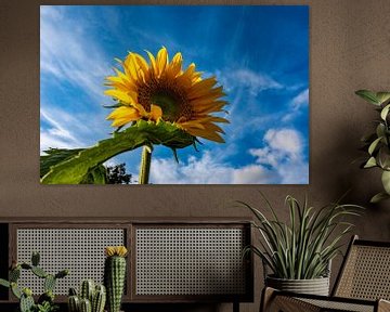 Low wide angle view of a common sunflower against blue sky van Werner Lerooy