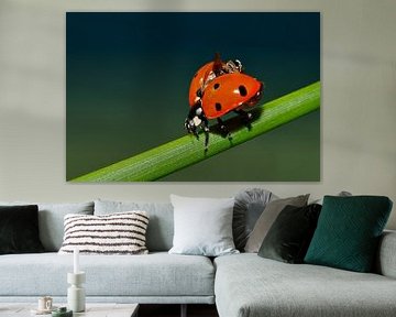 Ladybird sur Anja Jooren