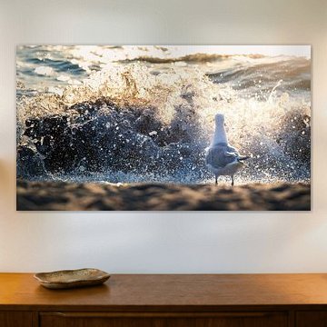 Möwe beobachtet die Wellen an der Ostsee von Nils Steiner