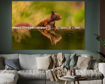 Écureuil (Sciurus vulgaris), rongeur sur Gert Hilbink