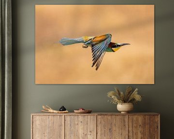 Bee-eater, Merops apiaster. by Gert Hilbink