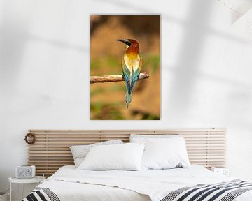 Bee-eater, Merops apiaster. by Gert Hilbink