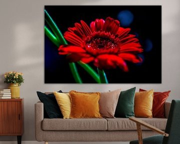 gerbera rouge sur Hanneke Luit