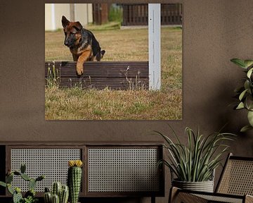 Schapenhond (puppy) op het honden trainingsveld