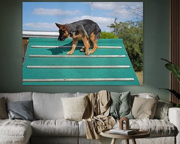 Chienne de berger (chiot) sur le terrain d'entraînement canin