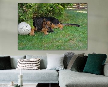 Sheepdog (puppy) lying with ball by Babetts Bildergalerie