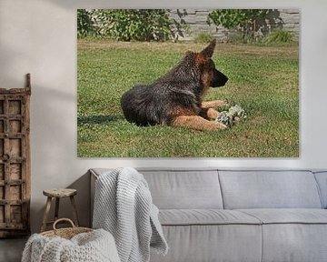 Shepherd bitch (puppy) lying with play bone by Babetts Bildergalerie