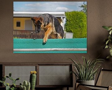 Schäferhündin (Welpe) auf dem Hunde Übungsplatz von Babetts Bildergalerie