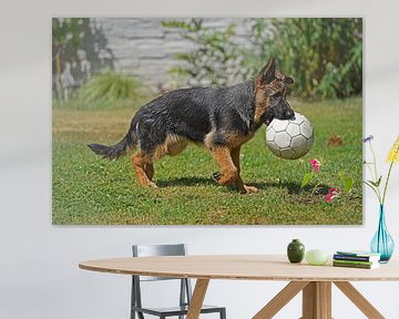 Herdershond (puppy) die een voetbal draagt