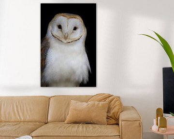 Barn Owl by Aislinn Kalis