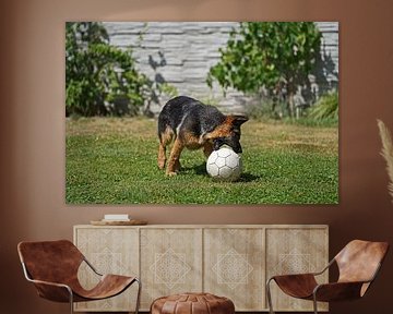 Chienne de berger (chiot) jouant au football