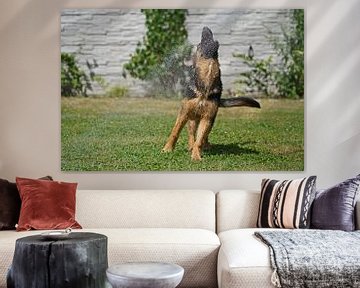 Sheepdog (puppy) playing with water by Babetts Bildergalerie