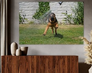 Chienne de berger (chiot) jouant avec de l'eau sur Babetts Bildergalerie