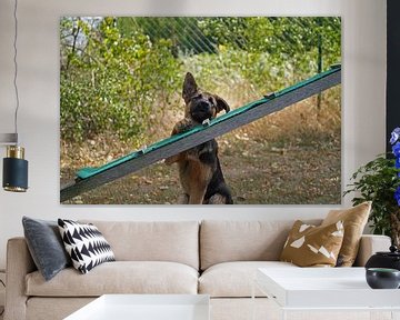 Sheepdog (puppy) on the dog training ground by Babetts Bildergalerie