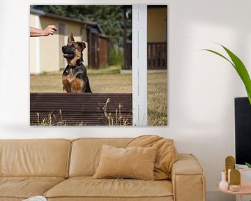 Chienne de berger (chiot) sur le terrain d'entraînement canin sur Babetts Bildergalerie