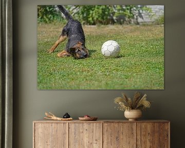 Sheepdog (puppy) playing with ball by Babetts Bildergalerie