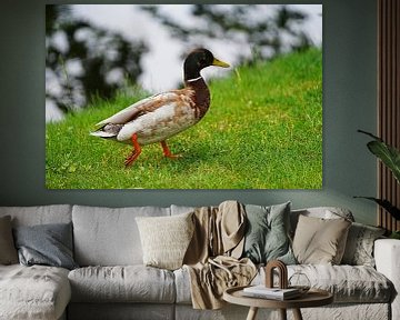 Mallard on shore by Babetts Bildergalerie