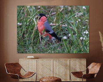 Goldfinch in a vacation park in Germany. by Rijk van de Kaa