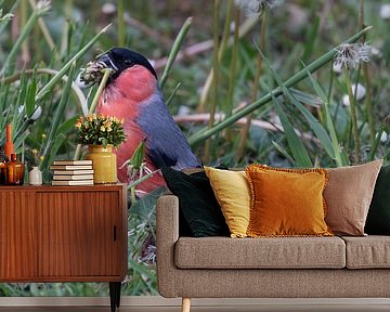 Gimpel in einem Ferienpark in Deutschland.