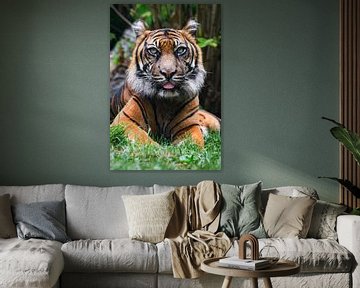 Portret van een  Sumatraanse tijger in de natuur van Chihong