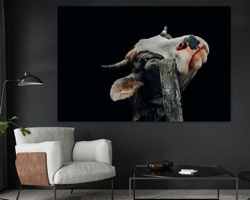 Brutale koe in portret van Paul Witton